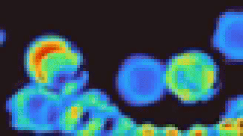 Netho Labs Animation 1