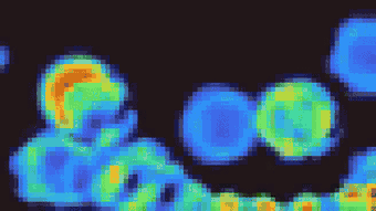 Continuous cellular automaton, many organisms interacting